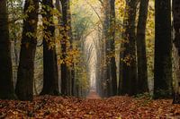 coloured leaves