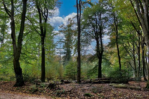 Wald in Drie op de Veluwe