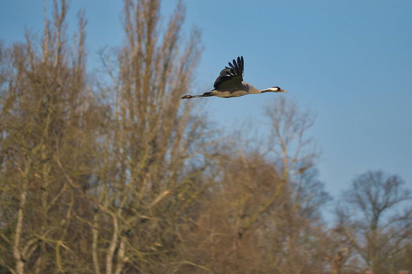Cranes fly over a forest by Martin Köbsch