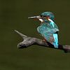 IJsvogel van Wim Frank