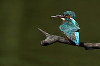 Kingfisher