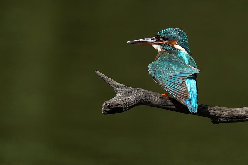 Kingfisher by Wim Frank