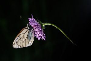 Grand veiné blanc