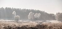 Winterse ochtend op de Veluwe von Armin Palavra Miniaturansicht