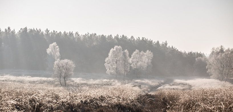 Winterse ochtend op de Veluwe von Armin Palavra