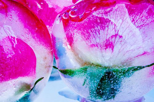 Pétales de rose sauvage dans la glace 5