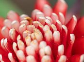 Bijzondere rood-wit kleurige bloem. van Mariëtte Plat thumbnail