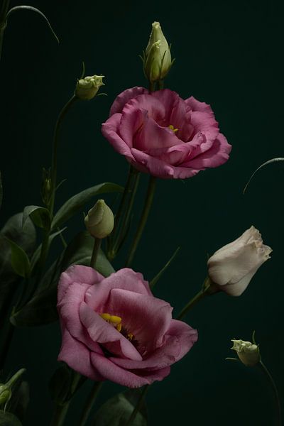 flowers by José Lugtenberg