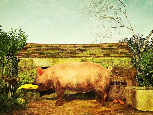 Het gewone Duitse snavelvarken