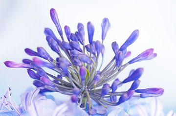 Agapanthus 'bloem der liefde' van Ivonne Fuhren- van de Kerkhof