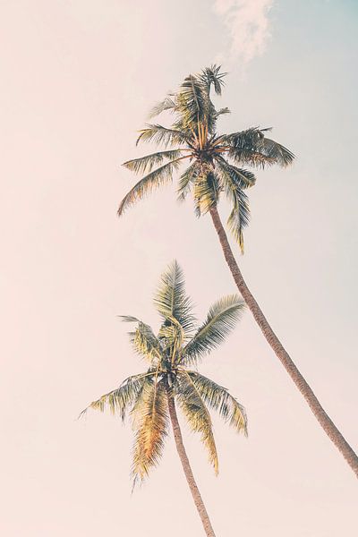 Tropical Palms by Kathrin Pienaar