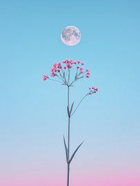 Rosa Blume gegen Mondlicht von Thea