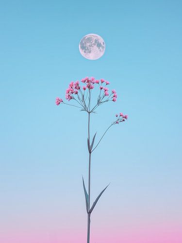 Roze bloem tegen maanlicht