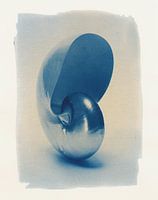 Nautilus in cyanotype