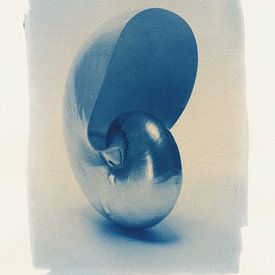 Nautilus in cyanotype van Willie Jan Bons