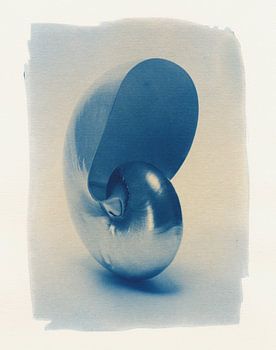 Nautilus en cyanotype