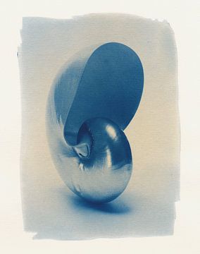 Nautilus in cyanotype van Willie Jan Bons