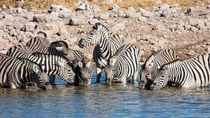 Zebras am Wasserloch in Namibia