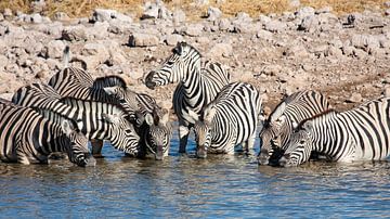 Zebra's bij de waterpoel in Namibië van Roland Brack