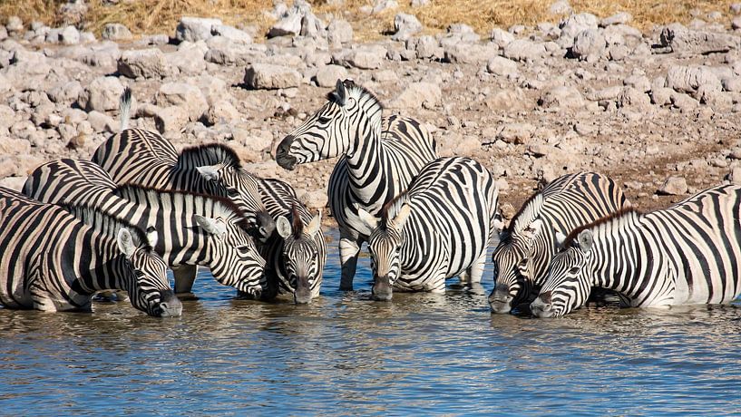 Zèbres au point d'eau en Namibie par Roland Brack