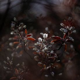A little bit of light. by Justin Sinner Photography (Photographer on Texel)