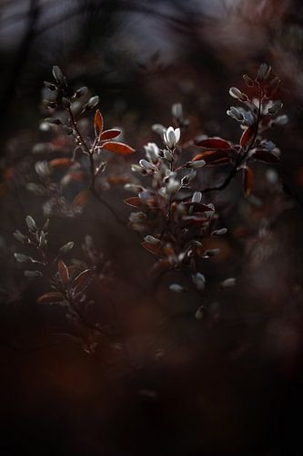 A little bit of light. by Justin Sinner Photography (Photographer on Texel)