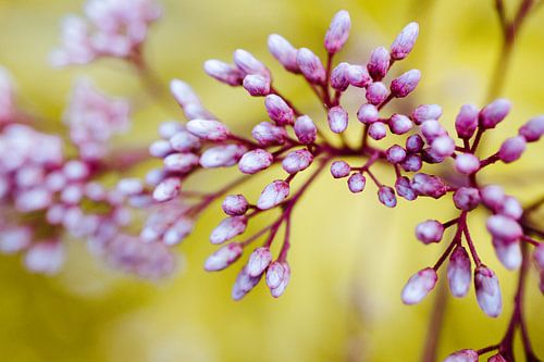 Kleurrijke Foto van een Roze Bloem in Knop