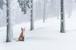 Renard dans la neige sur Arjen Roos