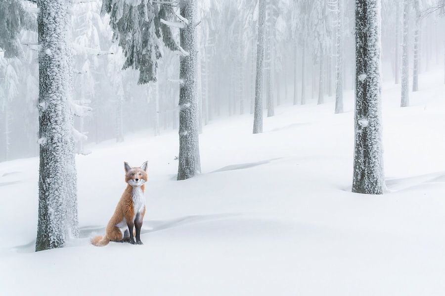 Vosje in de sneeuw