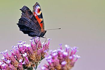 Tagpfauenauge auf Schafgarbe