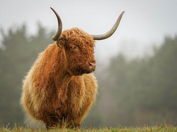 Schotse hooglander op natuurgebied Lentevreugd van Dirk van Egmond