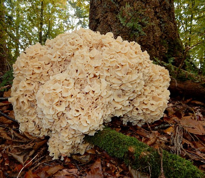champignon par Joke te Grotenhuis