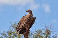 Lappet-faced vulture (gier) hoog in een boom