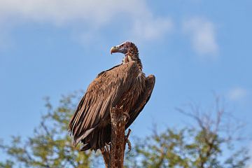 Lappet-faced vulture (gier) hoog in een boom van Jolene van den Berg