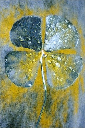 A four-leaf clover brings luck
