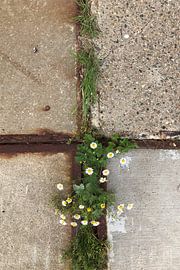 Kaders van kracht, Kern van Hoop van cobofoto