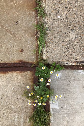Kaders van kracht, Kern van Hoop