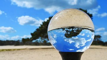 Flying Grove Pine - Lensball - Soester Dunes by Vinte3Sete