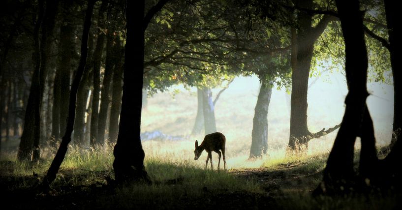 fairy tale by Benno van Triest