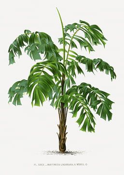 Palm plant | Martinezia Lindeniana by Peter Balan
