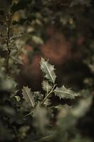 Hulst in de herfst