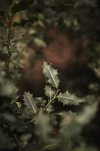 Stechpalme im Herbst von Nanda van der Eijk