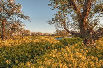 Oude fruitbomen omringd door bloeiend koolzaad van Moetwil en van Dijk - Fotografie