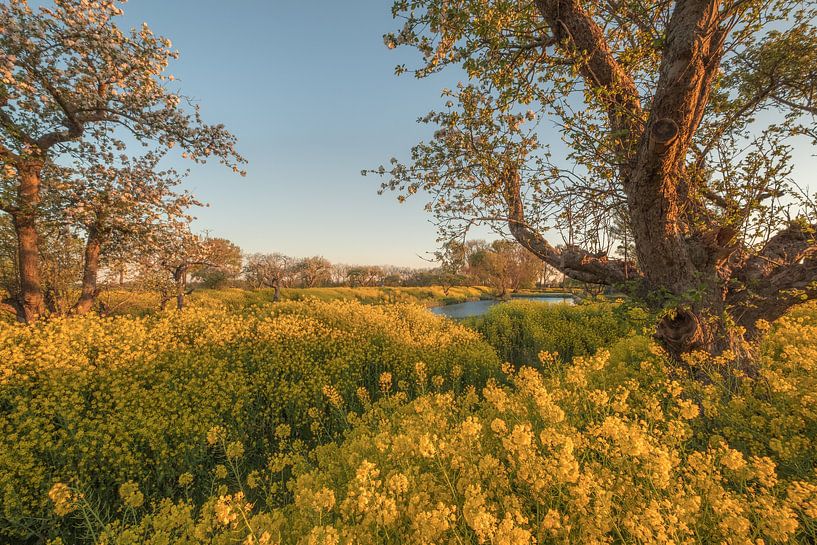 Rapeseed - Rape seed by Moetwil en van Dijk - Fotografie
