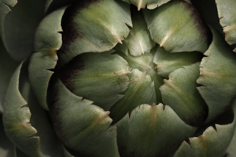 Artichoke by Jörg Hausmann