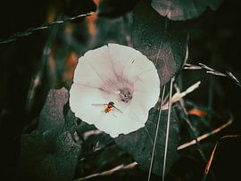 Biene auf Blüte von Miranda Koenders