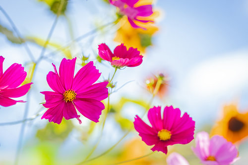 Bunte Blumen 3