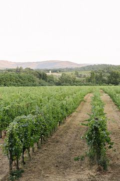 Wijngaard op het platteland van Toscane | Italië | Natuur Fotografie