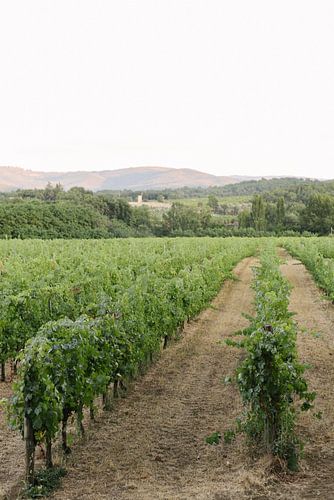 Vignoble dans la campagne toscane | Italie | Photographie de nature