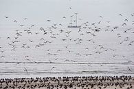 Oystercatchers looking for dry areas during rising tide by Bianca Fortuin thumbnail